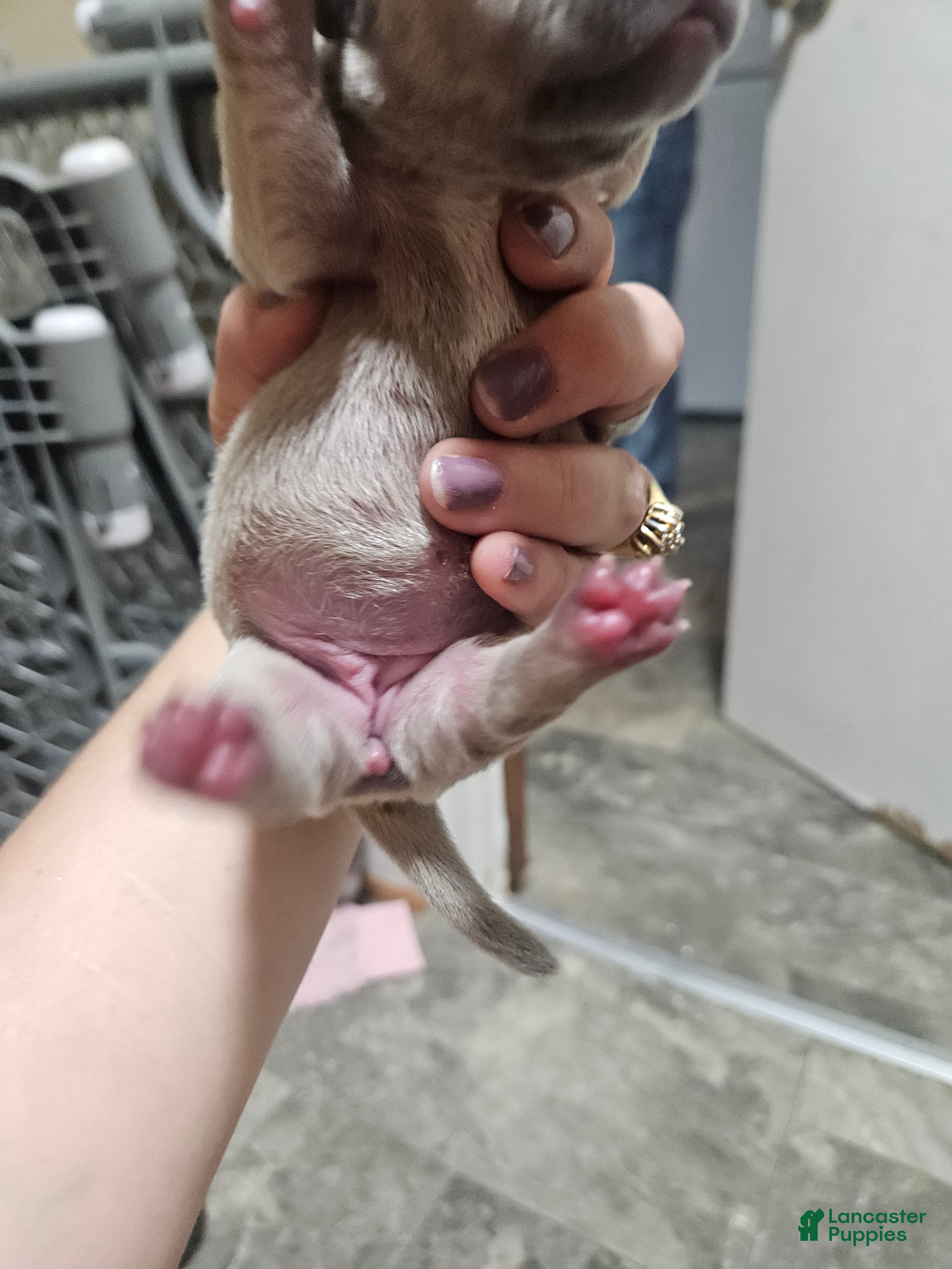 Mixed Breed dogs Puppy 2 - Ad 7