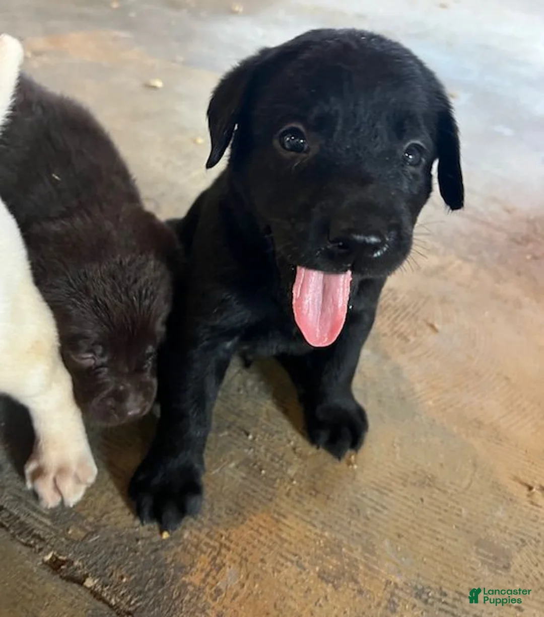 Labrador Retriever dogs for sale: Labrador Retriever - Ad 2