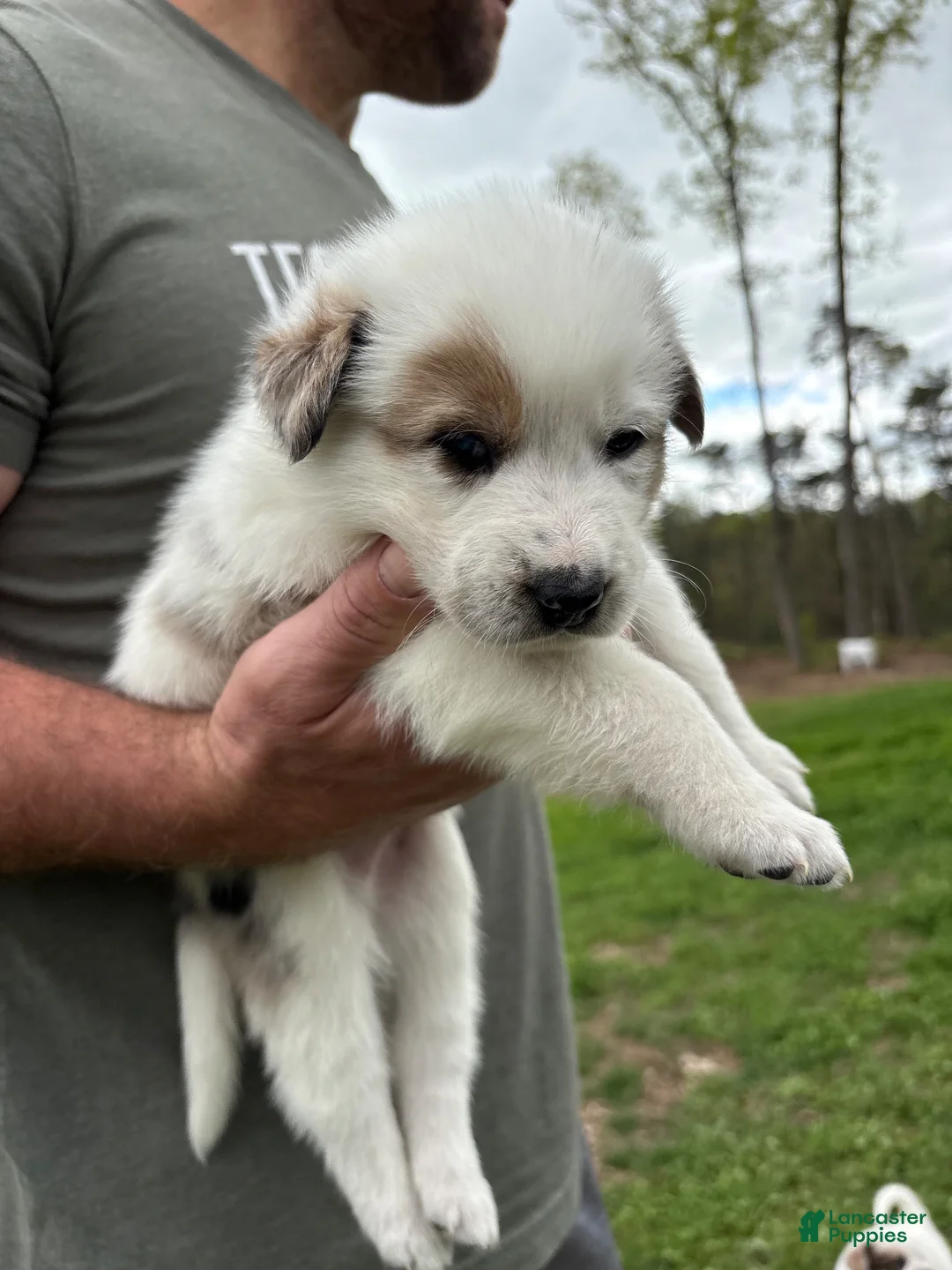Mixed Breed dogs for sale: Joey - Ad 1