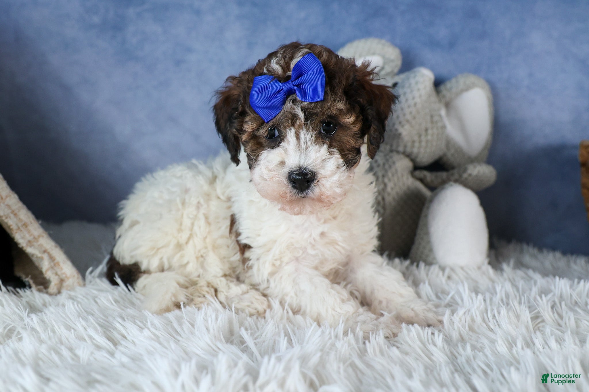 Havapoo dogs ELVIS - Ad 36