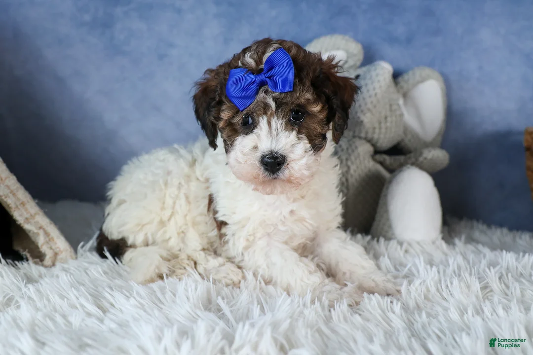 Havapoo dogs for sale: ELVIS - Ad 1