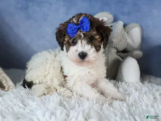 Havapoo dogs ELVIS - Ad 36