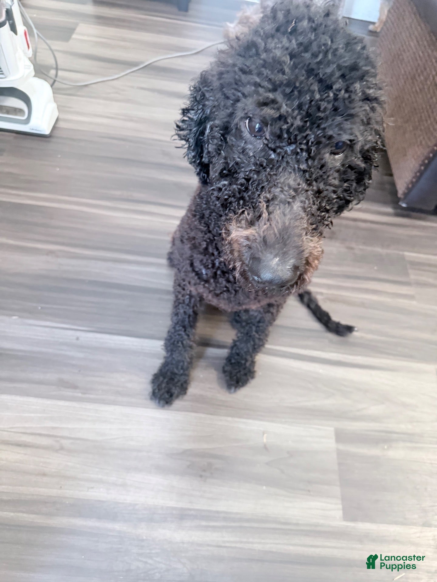 Ace (Double Doodle, Male) in Virginia Beach, VA
