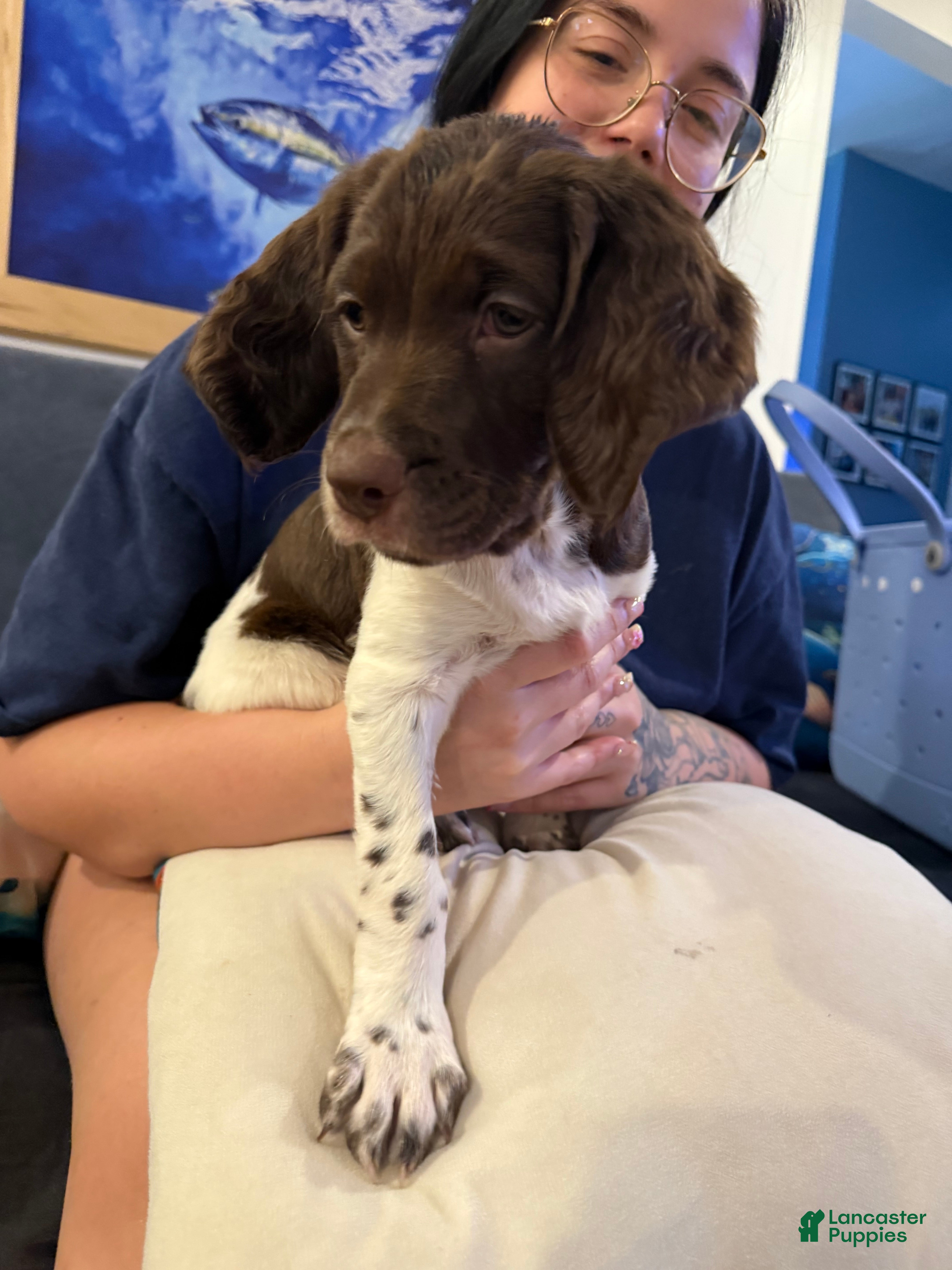 Brittany Spaniel dogs Candy - Ad 1