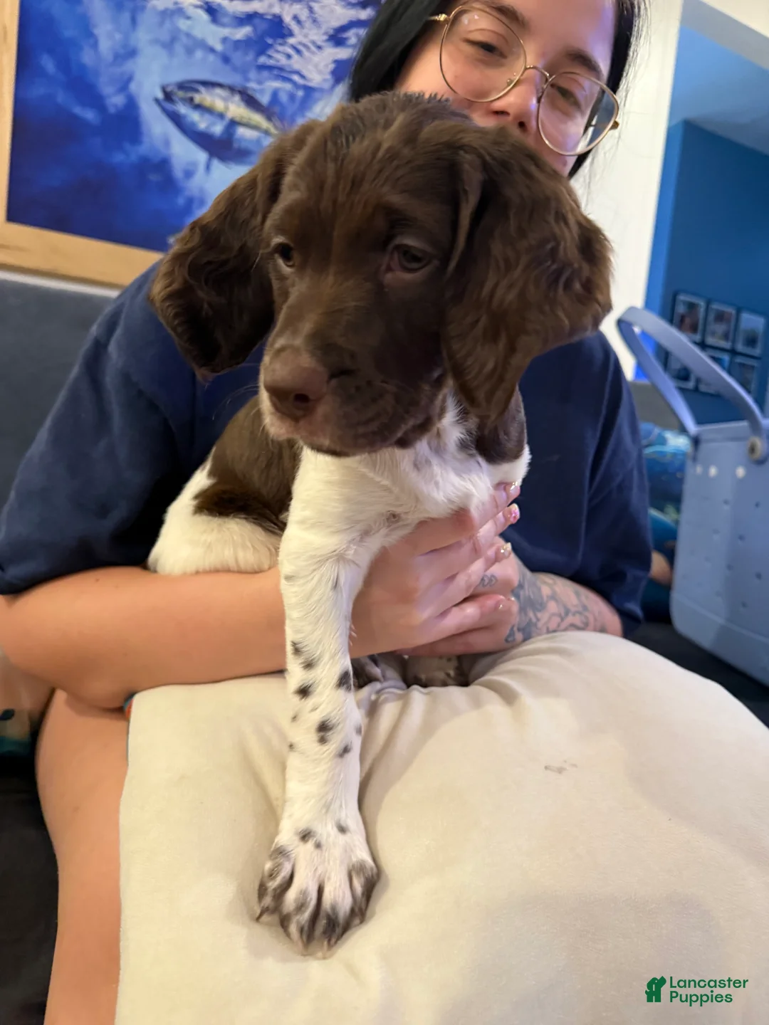 Brittany Spaniel dogs for sale: Candy - Ad 1