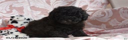 Cockapoo dogs for sale: Morris - Ad 2