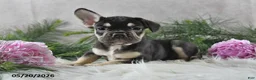 French Bulldog dogs for sale: Henrick - Ad 9
