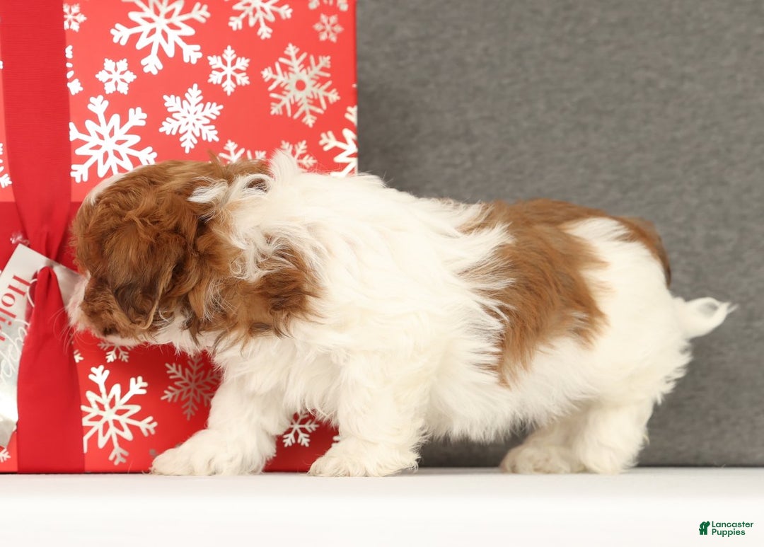 Shih Tzu dogs for sale: Elliot - Ad 4