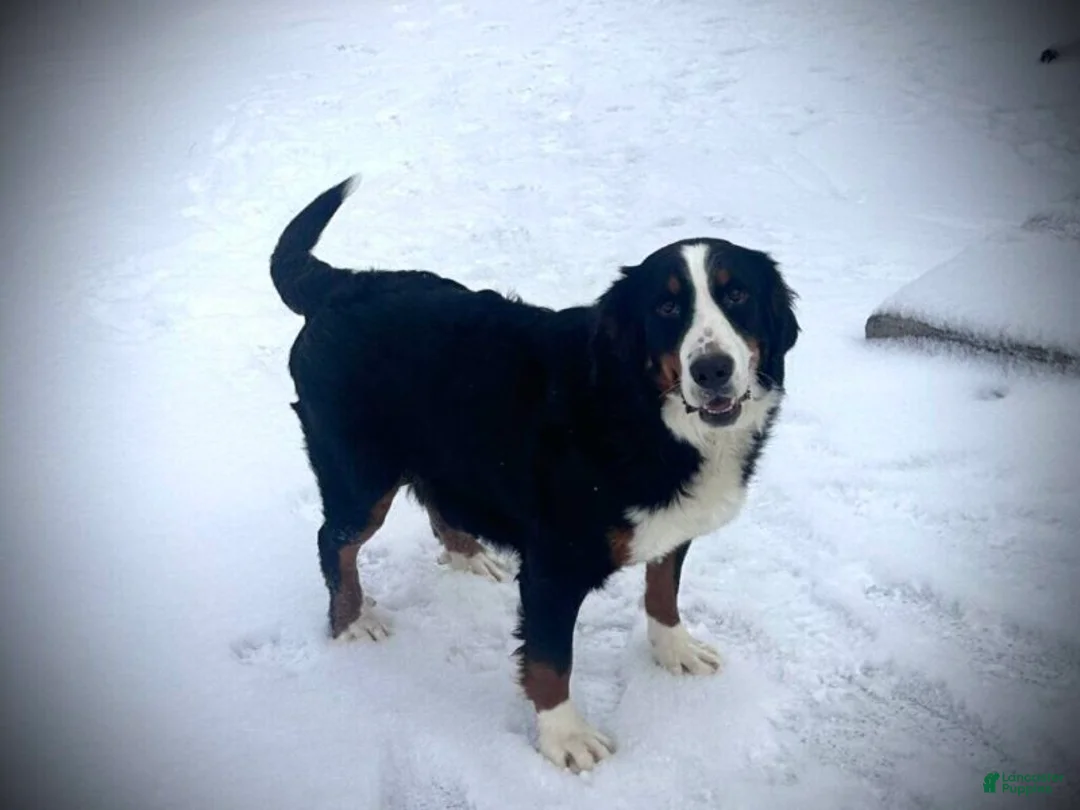 Bernedoodle dogs for sale: Izzabella - Ad 5