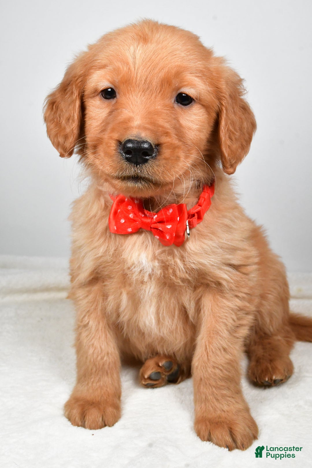 Golden Retriever dogs for sale: Keith - Ad 6