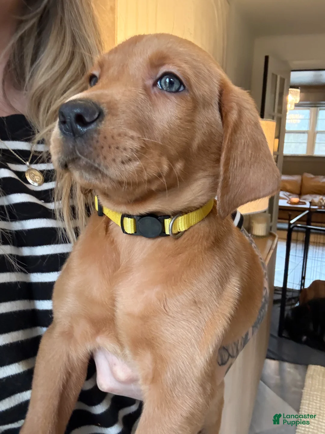 Labrador Retriever dogs for sale: Yellow Collar Male - Ad 1