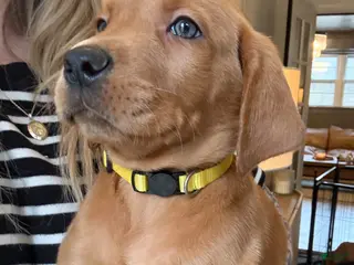 Labrador Retriever dogs for sale: Yellow Collar Male - Ad 4