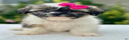 Shih Tzu dogs for sale: Girl River 0829 - Ad 5