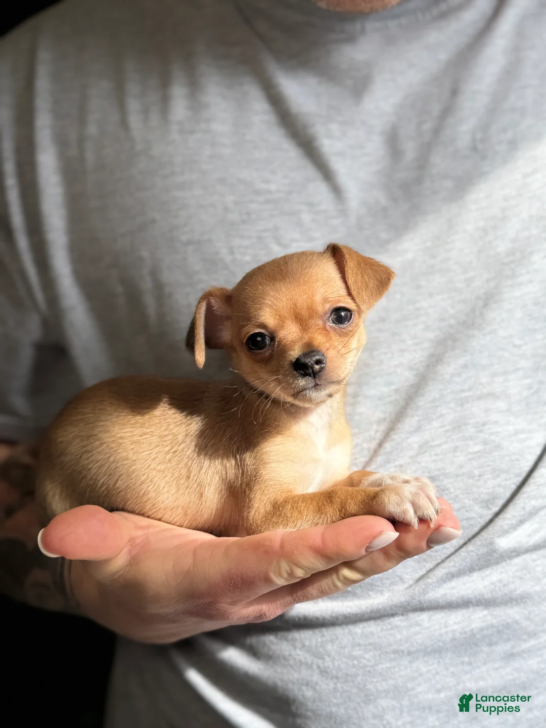 Gallery Image {{count}}