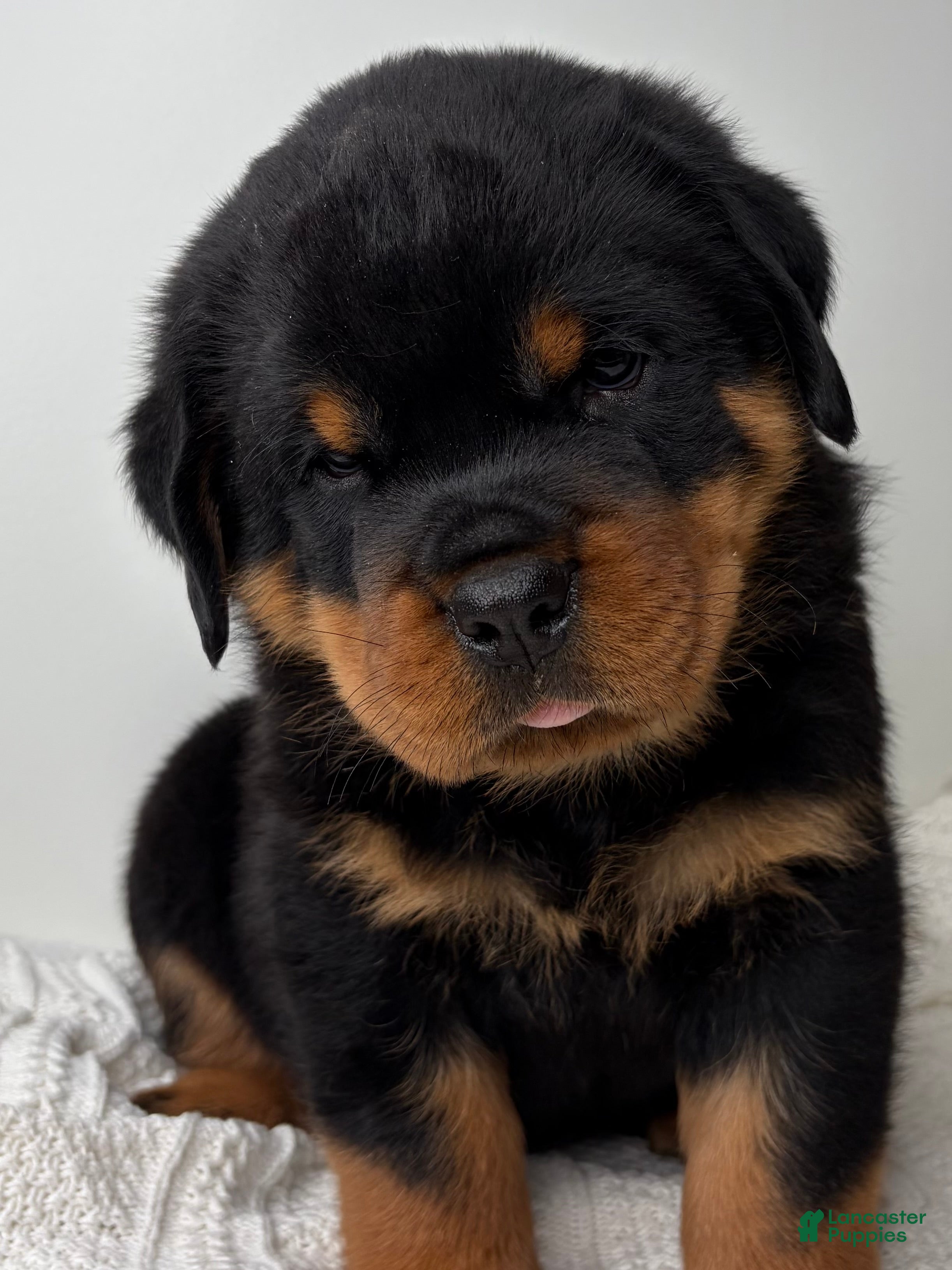 Rottweiler dogs for sale: Jose - Ad 1