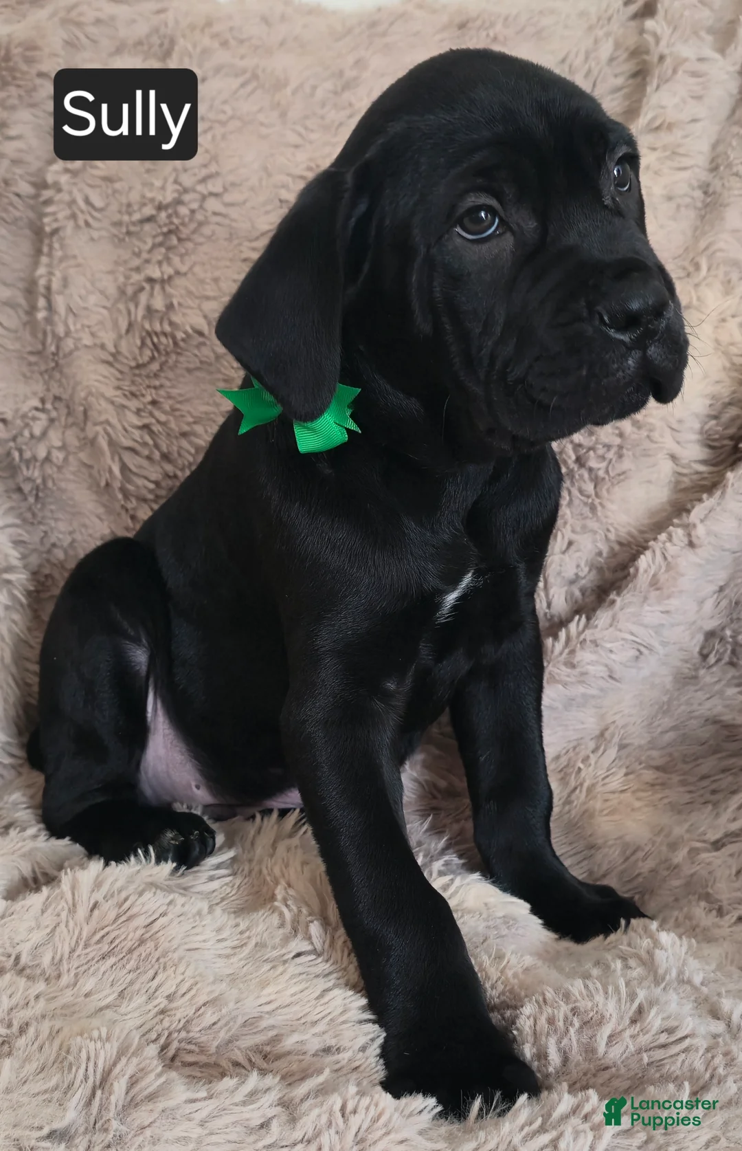 Cane Corso dogs for sale: Sully - Ad 5