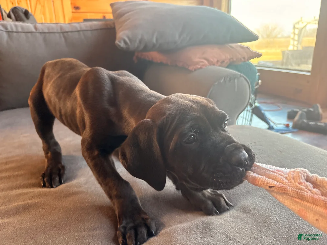 Cane Corso dogs for sale: Green boy - Ad 5