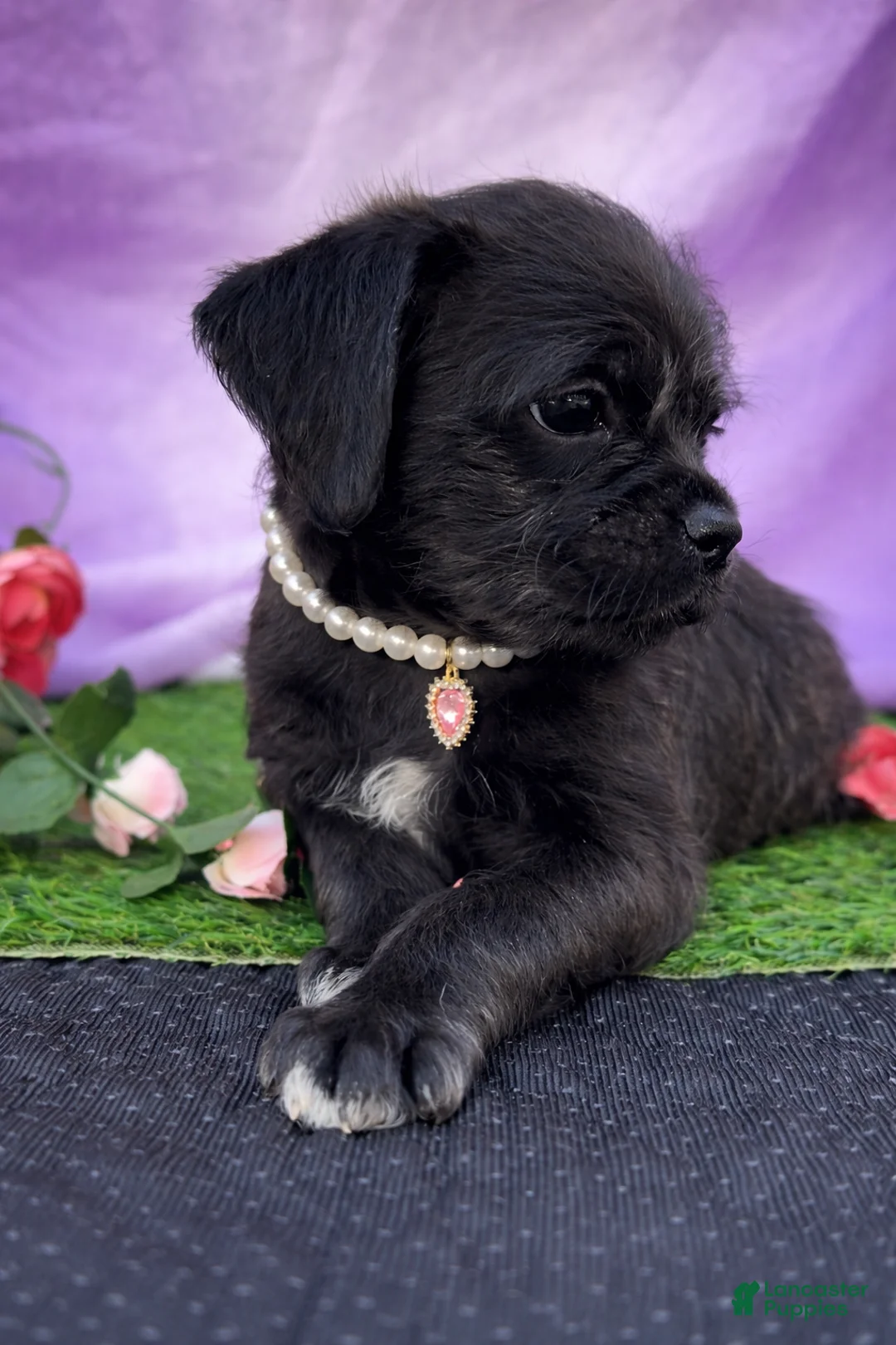 Toy Poodle dogs for sale: Toy Poodle Pug NO SHIPPING  - Ad 2