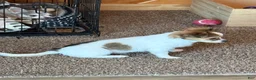 Chihuahua dogs for sale: Ruger Boy  - Ad 5