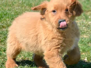 Golden Retriever dogs Golden Retriever Gage - Ad 23