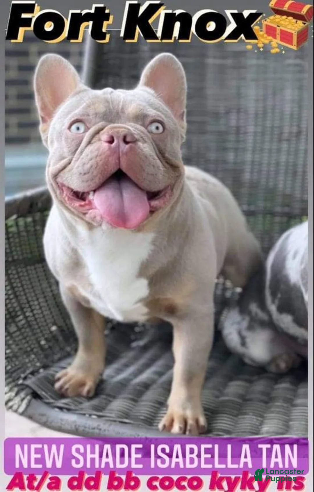 French Bulldog dogs for sale: AKC French Bulldog 💙 Blue Blaze  - Ad 8