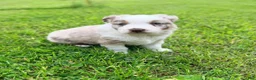 Australian Shepherd dogs for sale: Milo - Ad 7