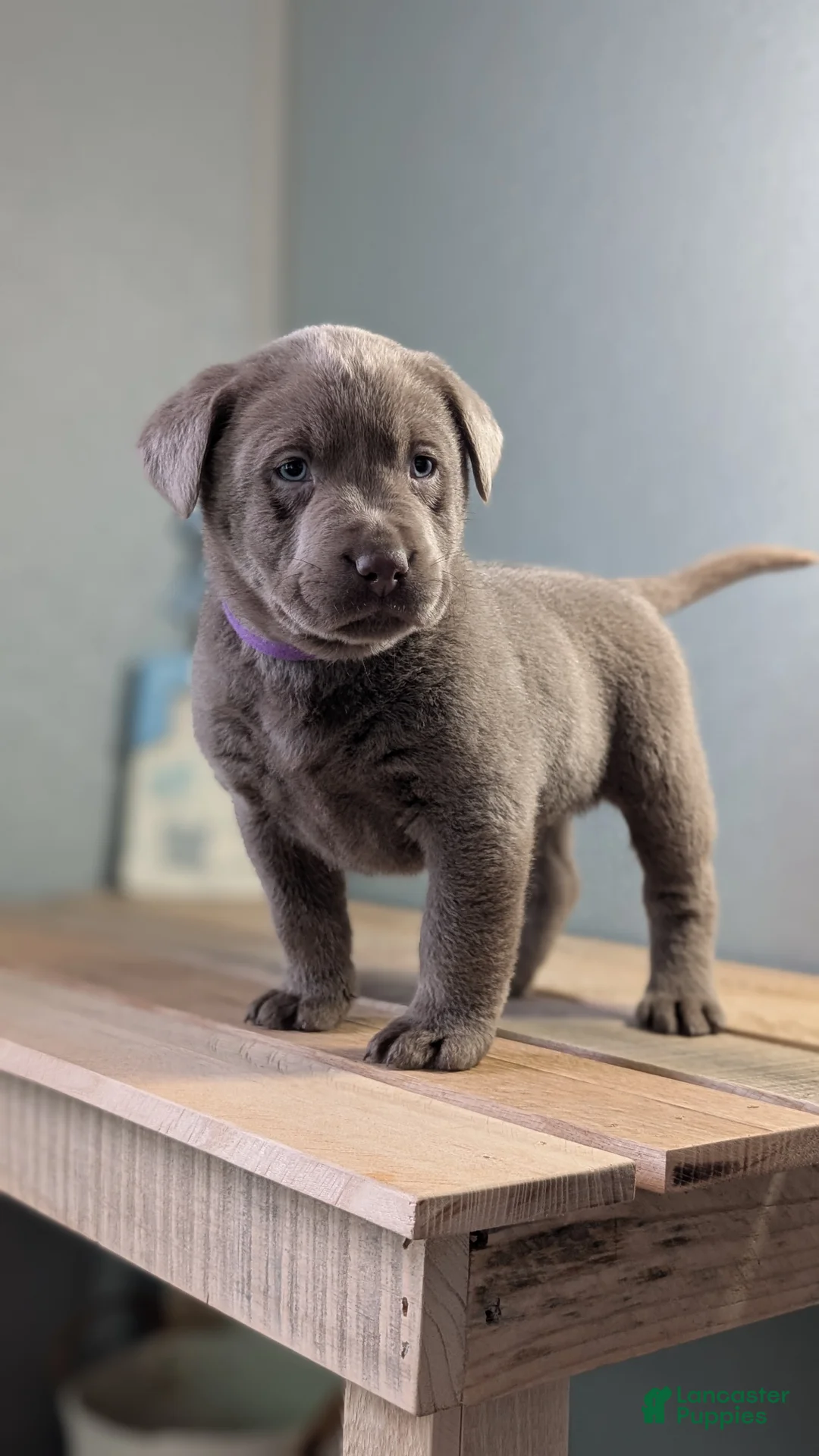 Labrador Retriever dogs for sale: Kooper - Ad 9
