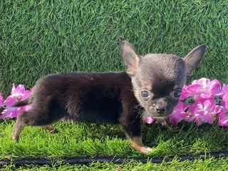 Chihuahua dogs - Ad 16