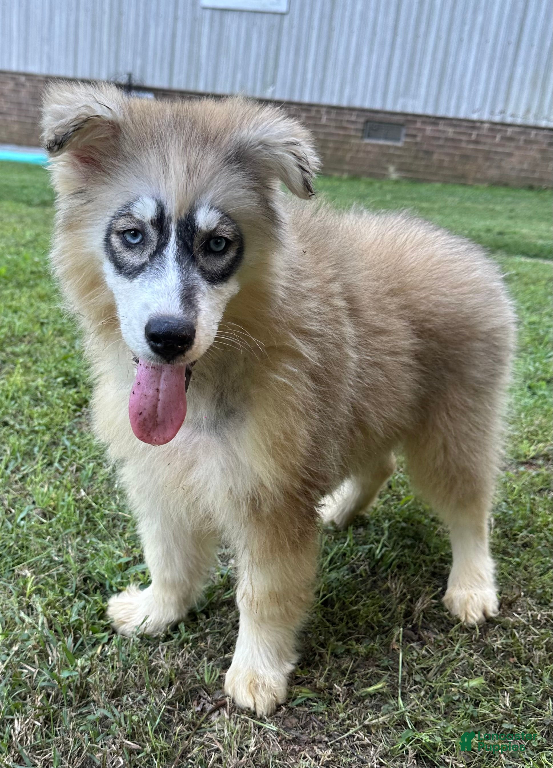 Siberian Husky dogs for sale: REYNA - Ad 1