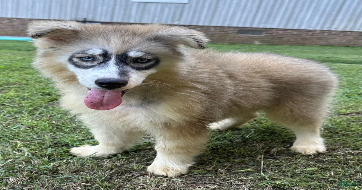 Siberian Husky Puppies for sale in Rock Hill, South Carolina