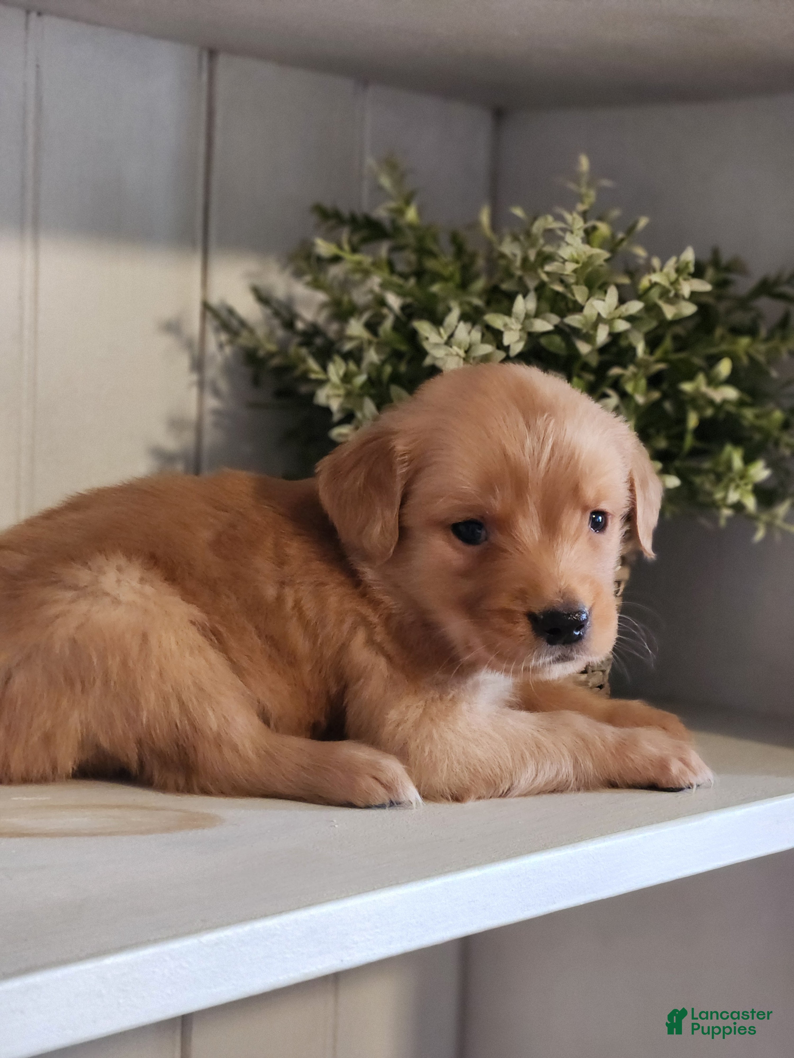 Golden Retriever dogs Rocky - Ad 2