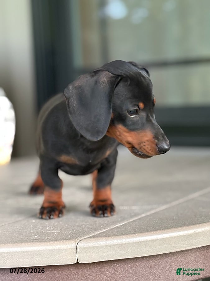 Miniature Dachshund dogs Gus - Ad 2