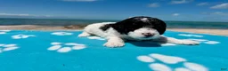 Miniature Poodle dogs for sale: Miniature Poodle Yellow - Ad 20