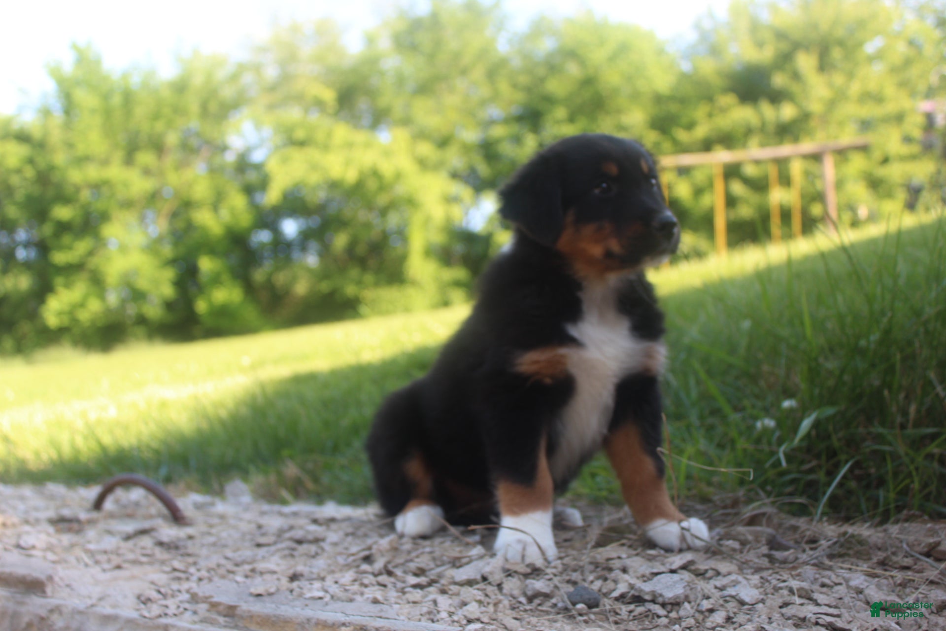 Australian Shepherd dogs Australian Shepherd Puppy 2 - Ad 2