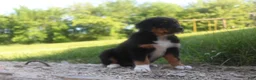 Australian Shepherd dogs for sale: Australian Shepherd Puppy 2 - Ad 2