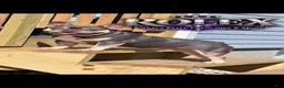 French Bulldog dogs for stud: Rolex - Ad 1