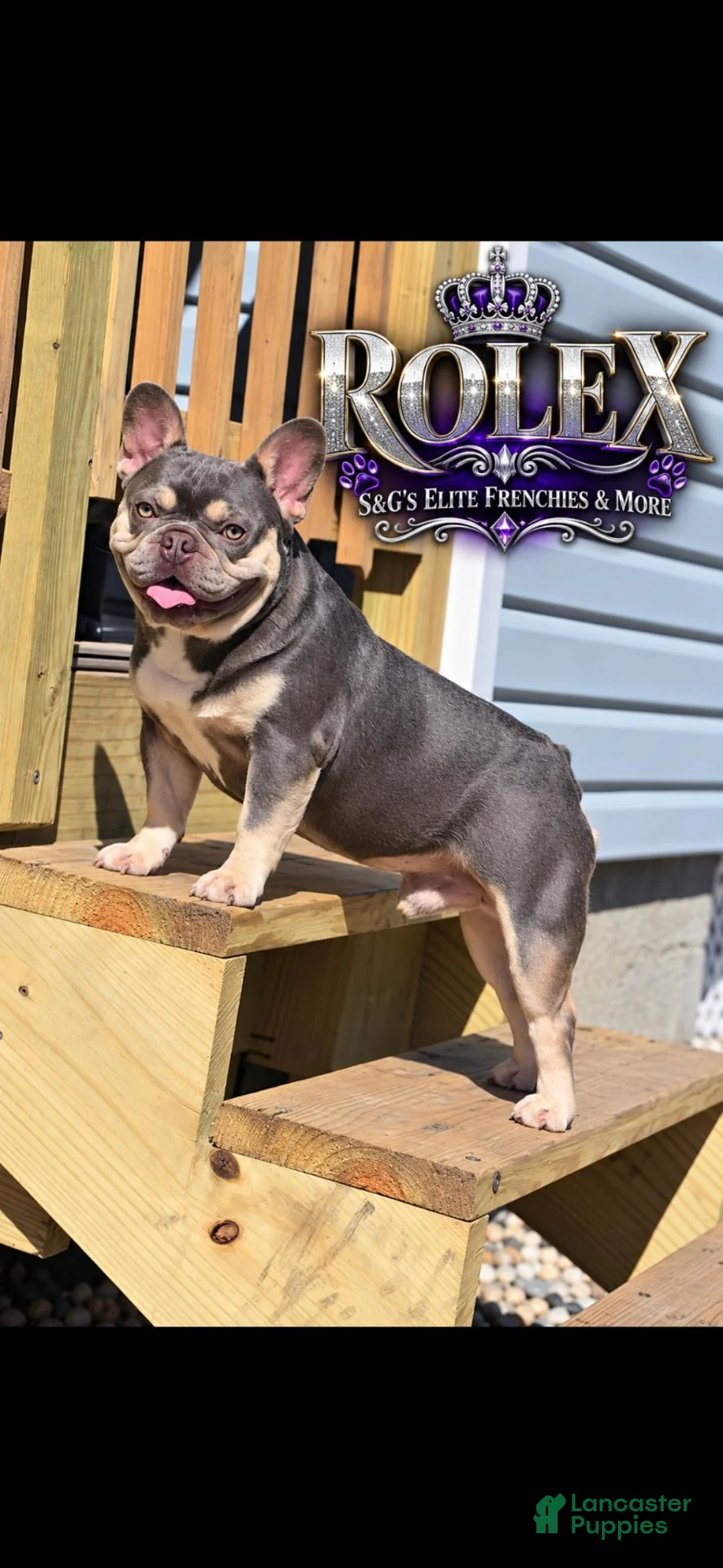 French Bulldog dogs for stud: Rolex - Ad 1