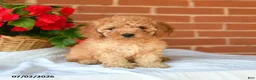 Miniature Poodle dogs for sale: Chiffon - Ad 5
