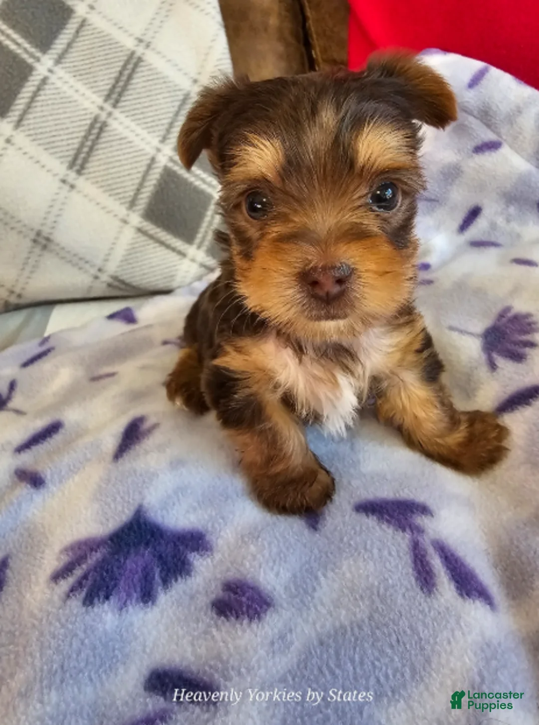 Yorkiepoo dogs for sale: Yorkiepoo Boy - Ad 2