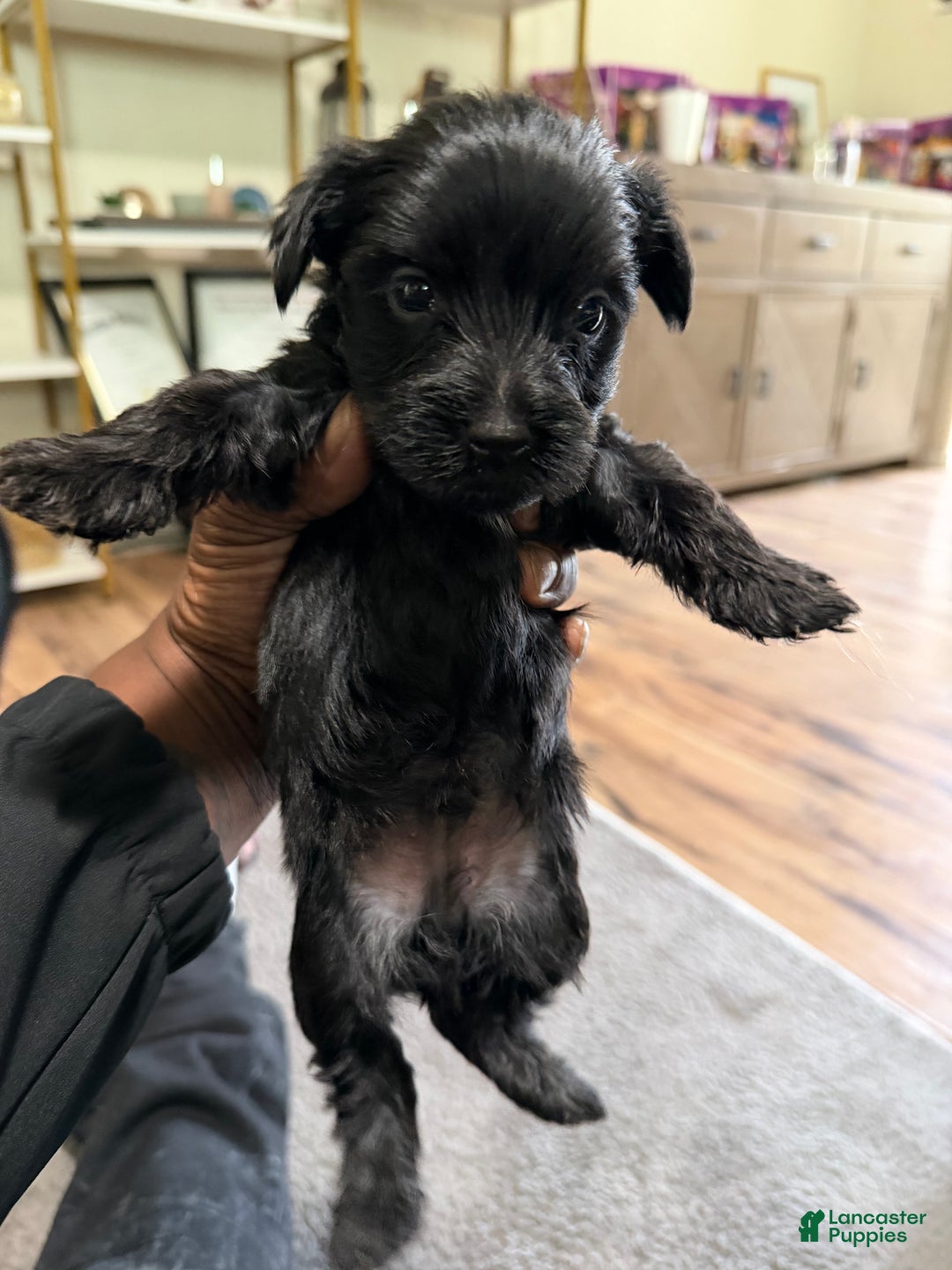 Yorkshire Terrier dogs for sale: Yorkshire Terrier Puppy 3 - Ad 1