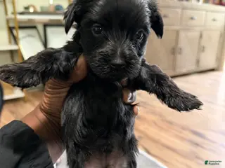 Yorkshire Terrier dogs Yorkshire Terrier Puppy 3 - Ad 3