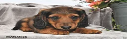 Miniature Dachshund dogs for sale: Murphy - Ad 3