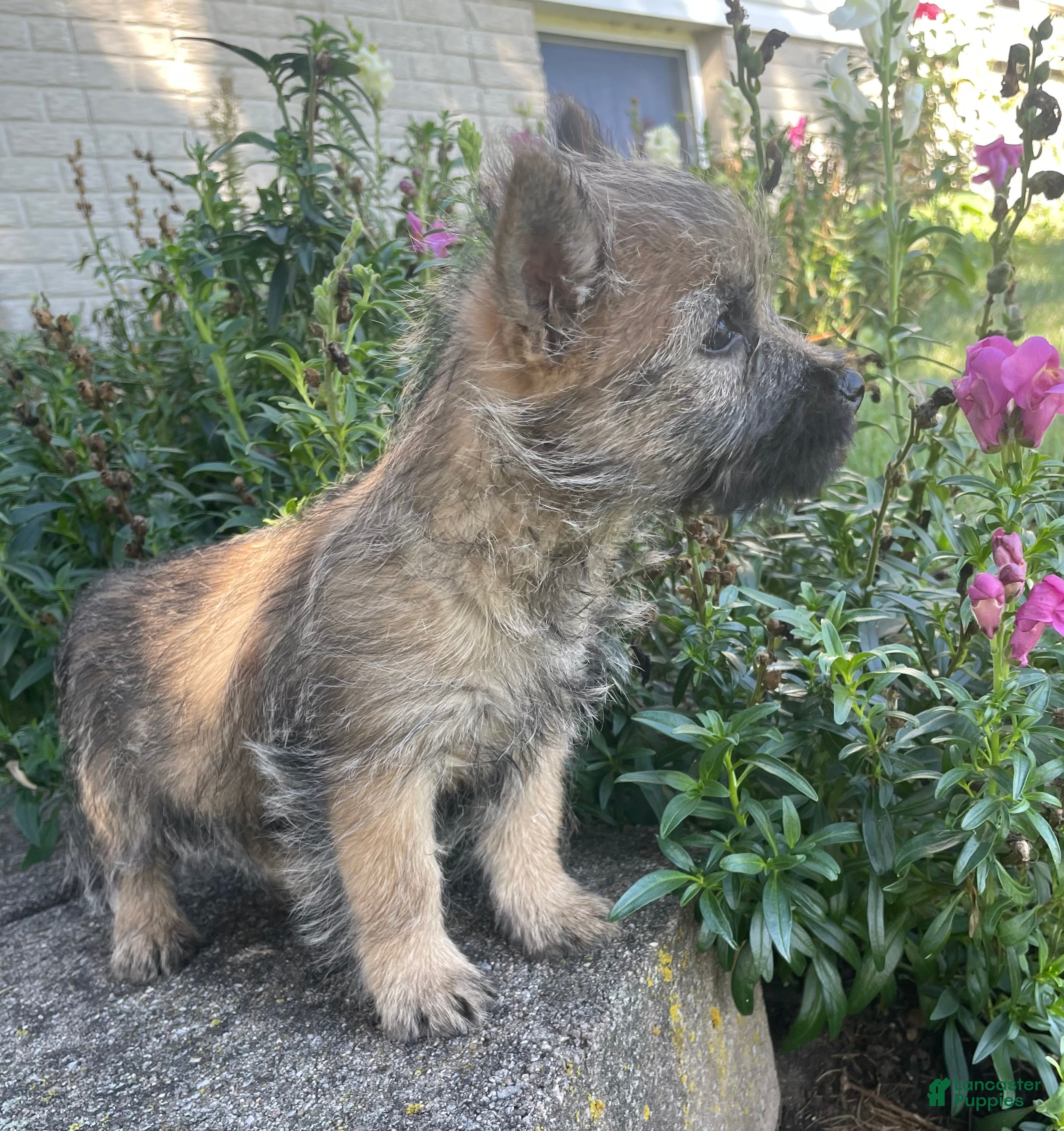 Cairn Terrier dogs Max - Ad 2