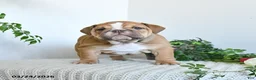 English Bulldog dogs for sale: Tessa - Ad 4