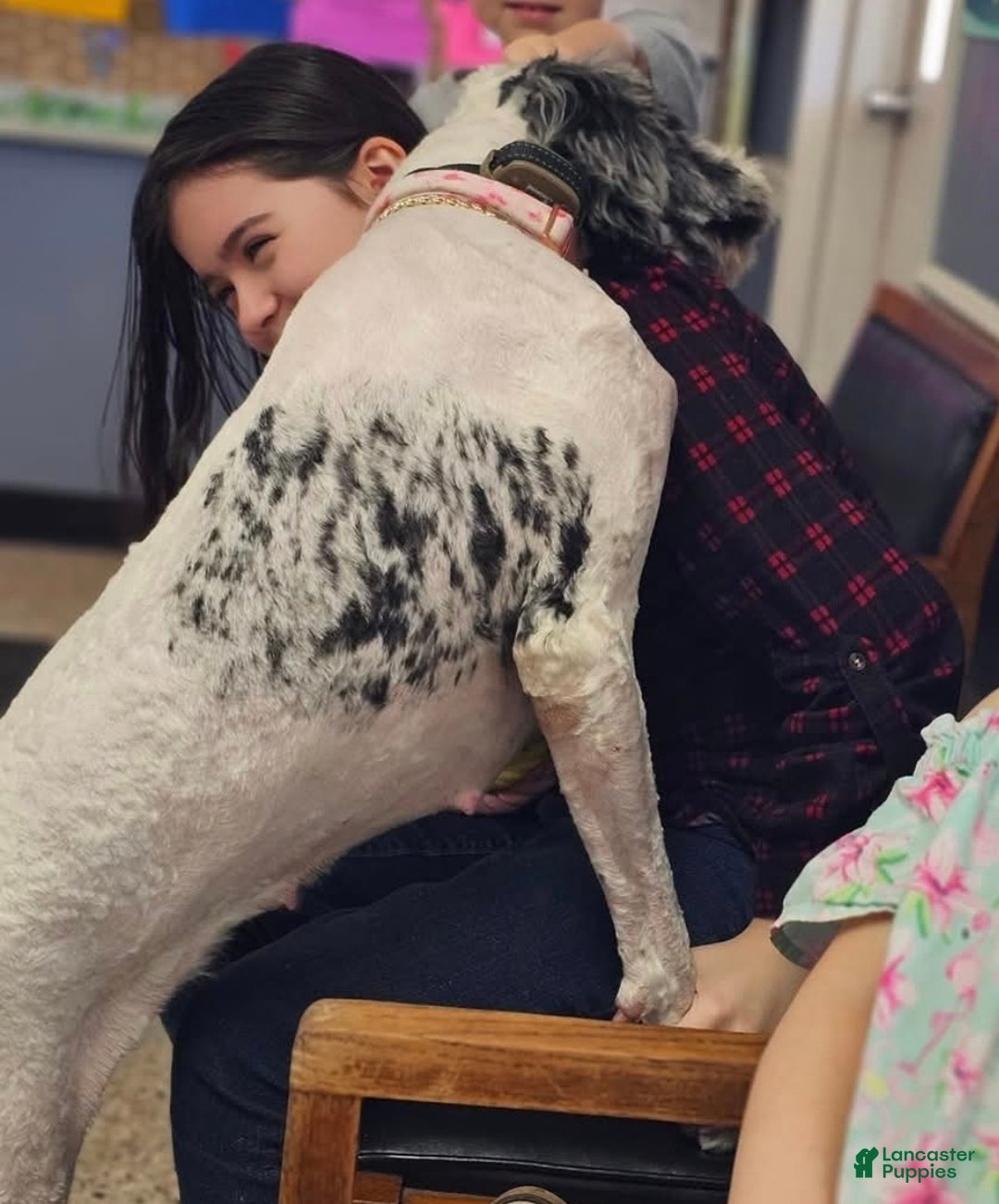 Mixed Breed dogs for sale: Duke - Ad 3