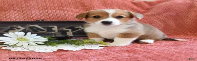 Callie