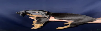 Doberman Pinscher 11