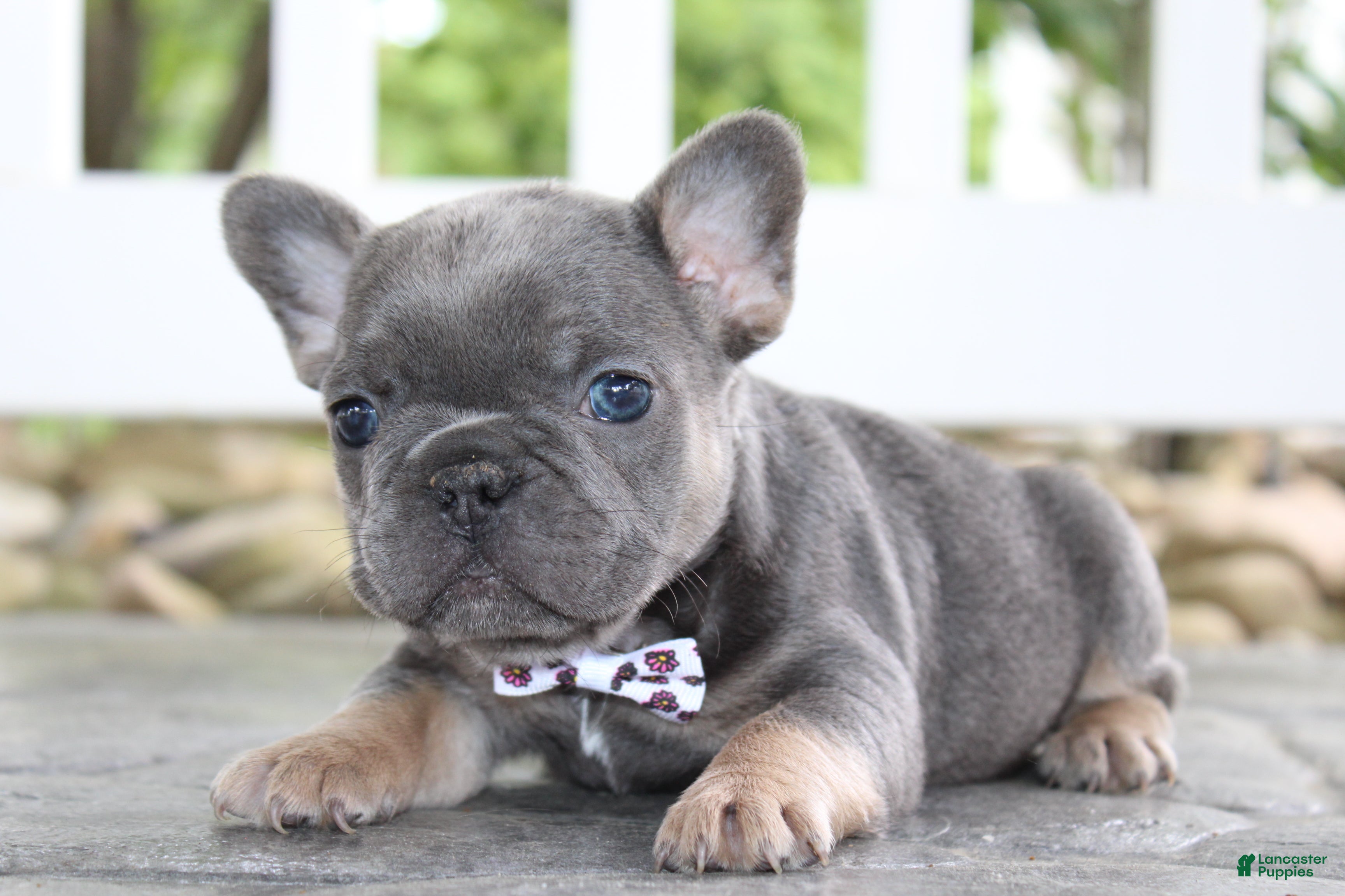 French Bulldog dogs for sale: AKC Zoe - Ad 2
