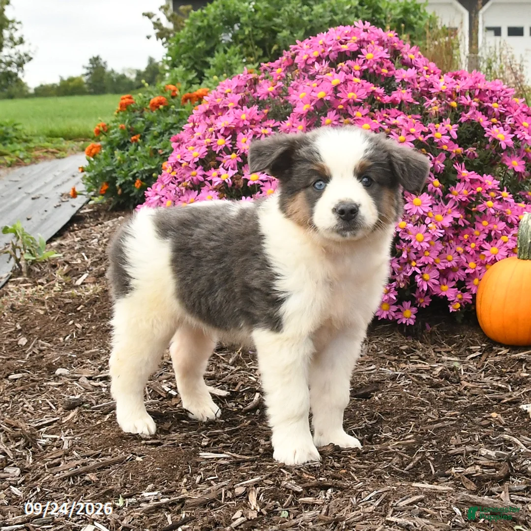 Miniature Australian Shepherd dogs for sale: Joey - Ad 1