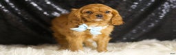 Cavalier King Charles Spaniel dogs for sale: Charmer - Ad 5